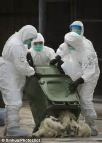 Hong Kong culls thousands of chickens after bird flu discovered