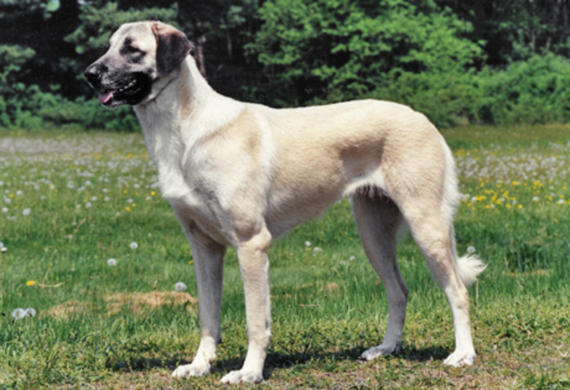 Anatolian Shepherd