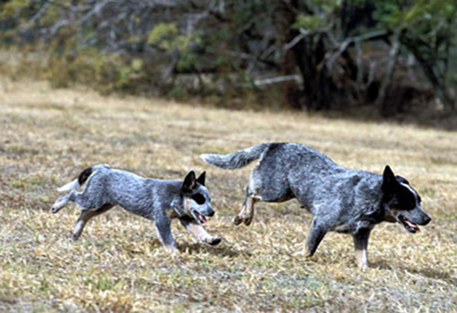 Australain Cattle Dog