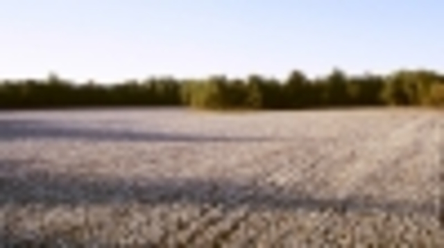 Cotton plantation