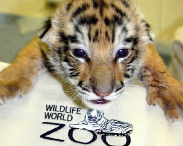 Movies and Zoo the next day!