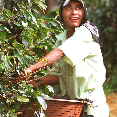 Costa Rica is the world's biggest exporter of coffee