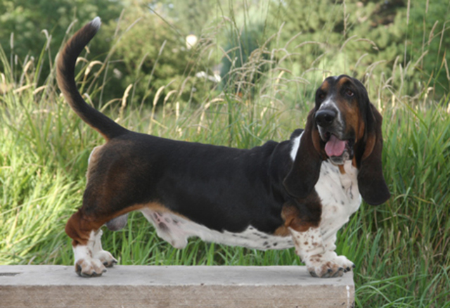 Basset Hound