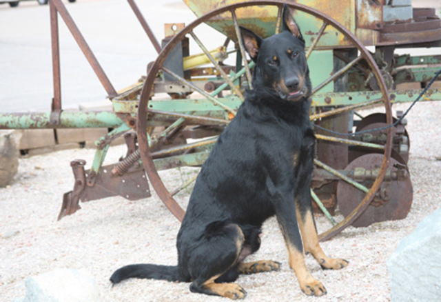 Beauceron