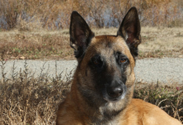 Belgian Malinois