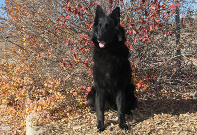 Belgian Sheepdog