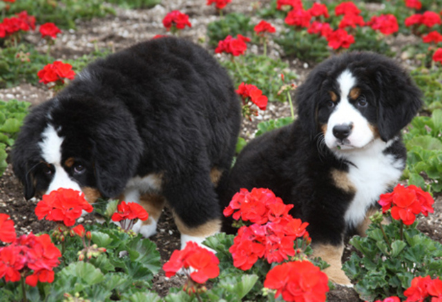 Bernese Mountain Dog