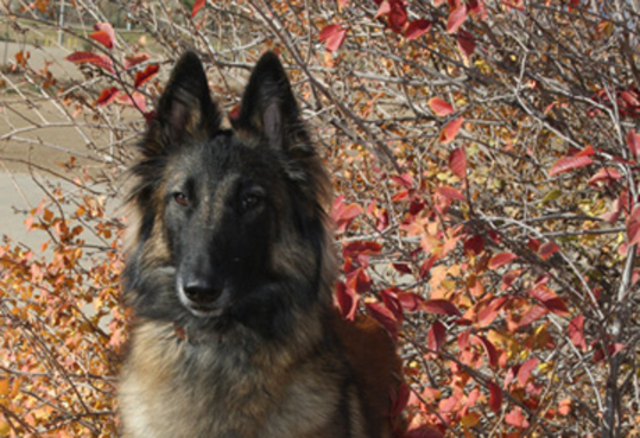 Belgian Tervuren