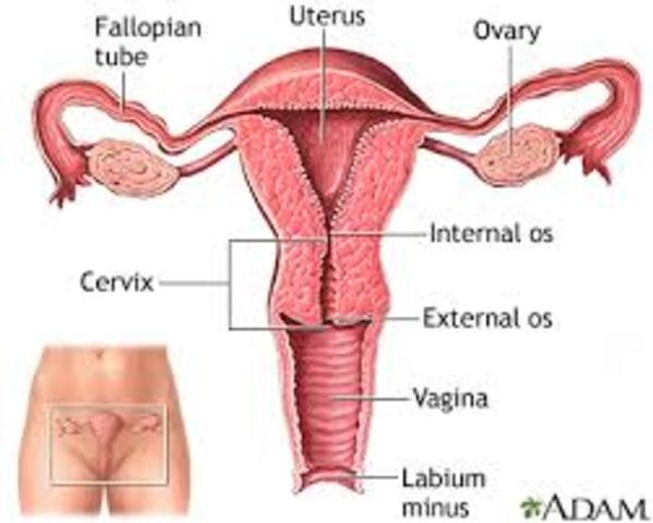 Endometrial (uterine) cancer