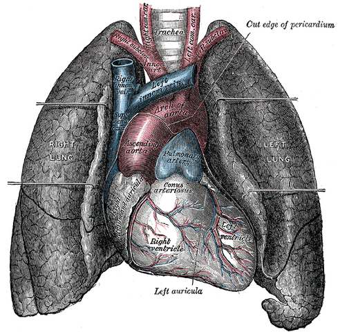 Lung Cancer