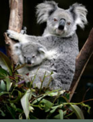 Arrive in Sydeny, Austrailia