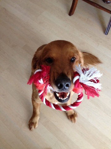 El dia yo obteni mi perro.