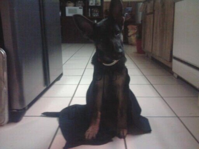 Compre mi primero perro