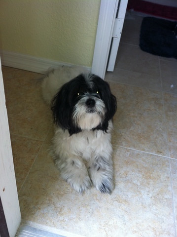 el día que me dieron mi perro