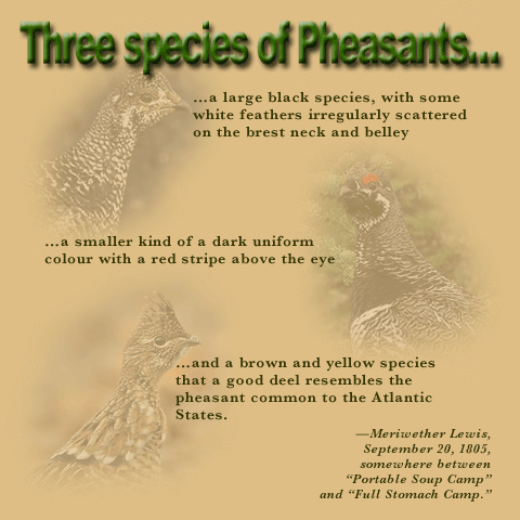 Lewis's Documentation of Grouse