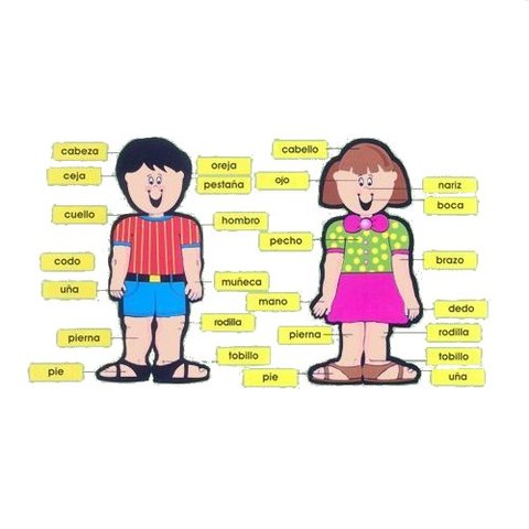 New vocabulary about parts of the body