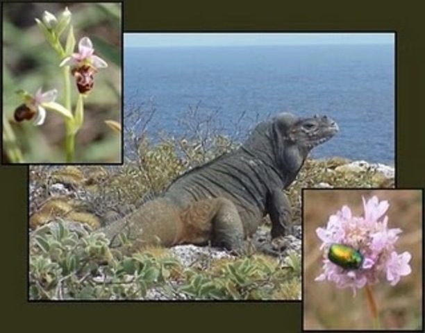 Climax y superorganismo, Art. 4 de John Phillips