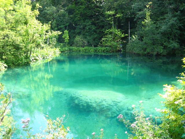 Publicacion  de Stephen Alfred Forbes