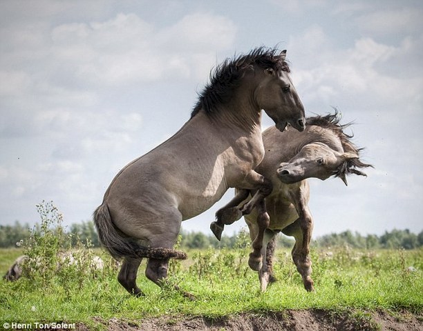 Hace nueve años que, yo monto caballos.