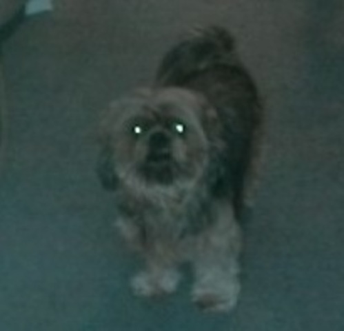 We got a new puppy named Rosco