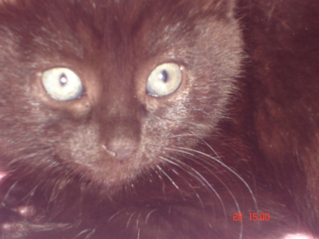 Millie looks cute but is a bundle of trouble!!