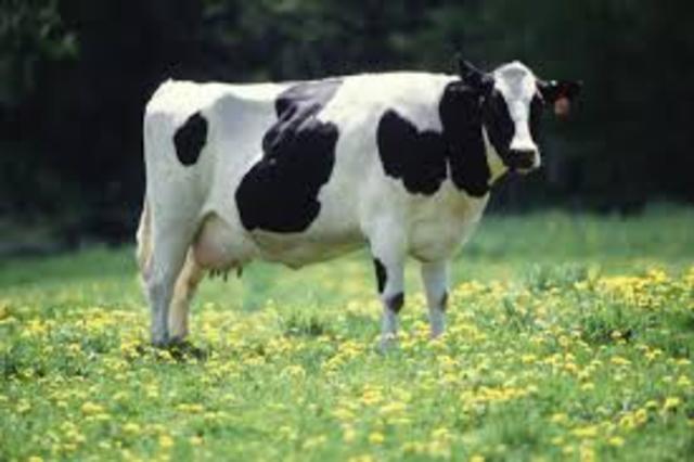 .Artificial Bovine Growth Hormone Approved by FDA
