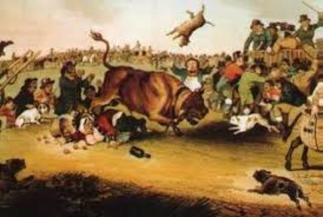 Bull baiting was banned in England