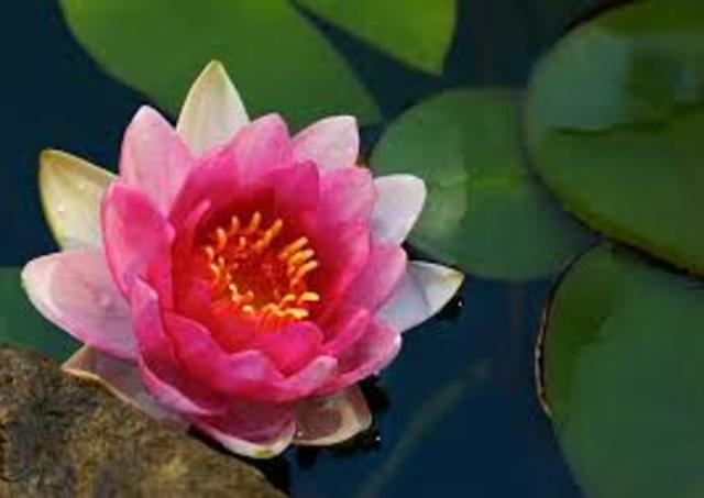 The Island of Lotus Eaters