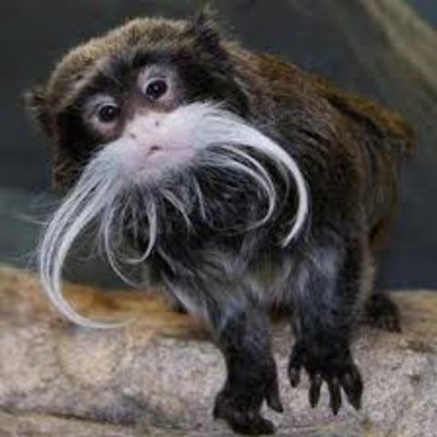 COMO ZOO AND MALL OF AMERICA