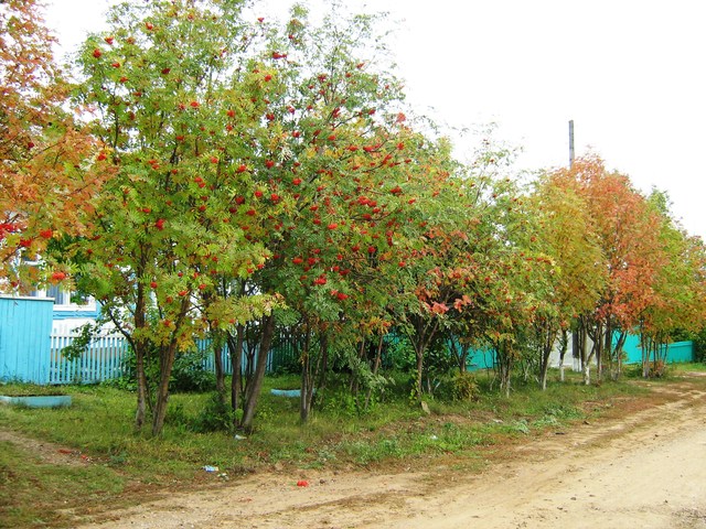 Осенние листья