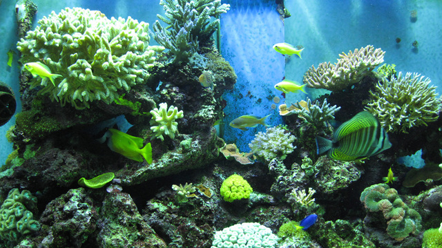 FRANCOIS ALPHONSE FOREL