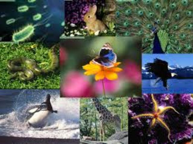 ORGANISMOS plantas, animales, bacterias, protistas y hongos