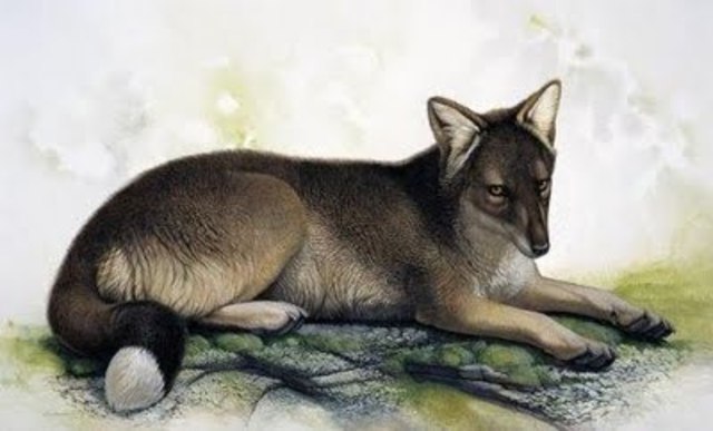 Guará o zorro-lobo de las Malvinas