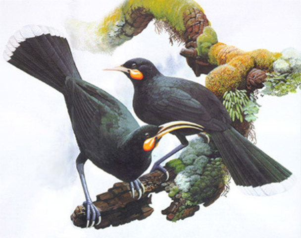 Huia