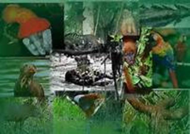 ORGANISMOS COMPLEJOS