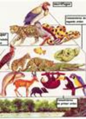 POBLACIONES DOMINANTES