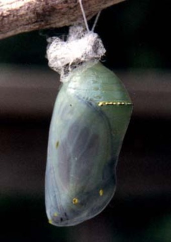 Chrysalsis changes