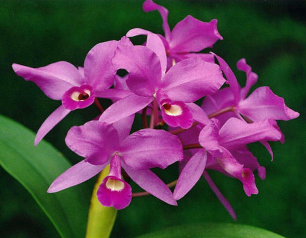 Orientación en Costa Rica.