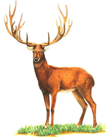 Ciervo de schomburgk