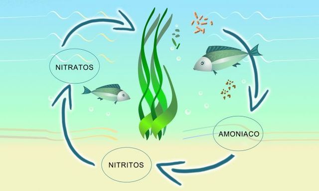 los procesos en ecosistemas se encuentran acoplados al ciclo biológico.