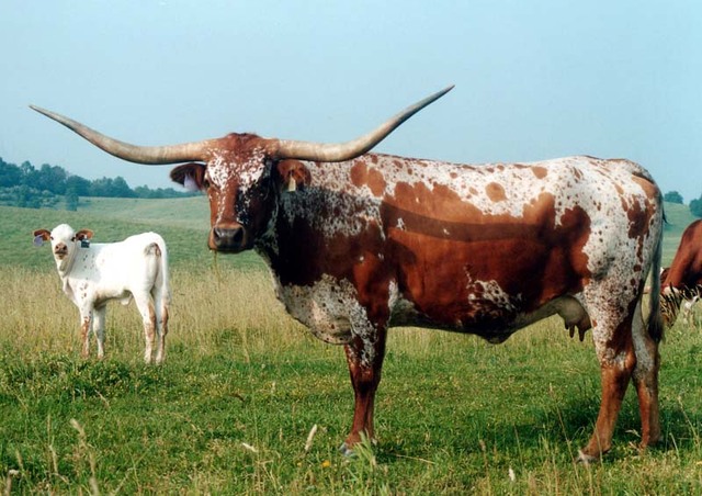 Over 500,000 cattle in California