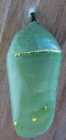 Chrysalis or Pupa Stage