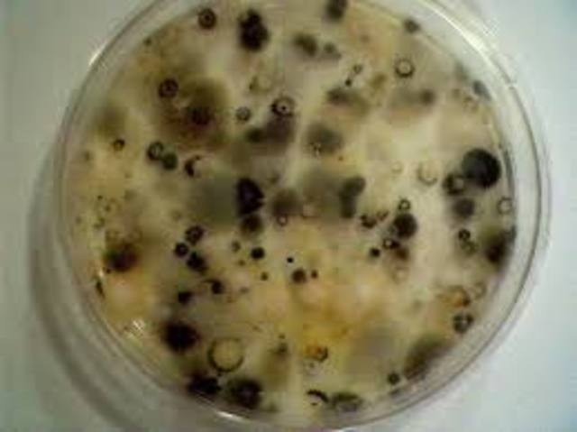 Lister researches the connection between mold, and dissapearance of bacteria.