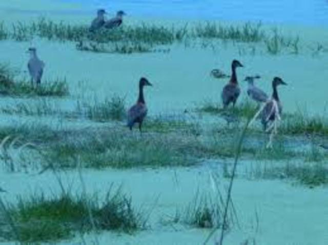 En la era post-Lindeman