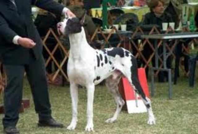 TUVO MUCHA FAMA EN ALEMANIA