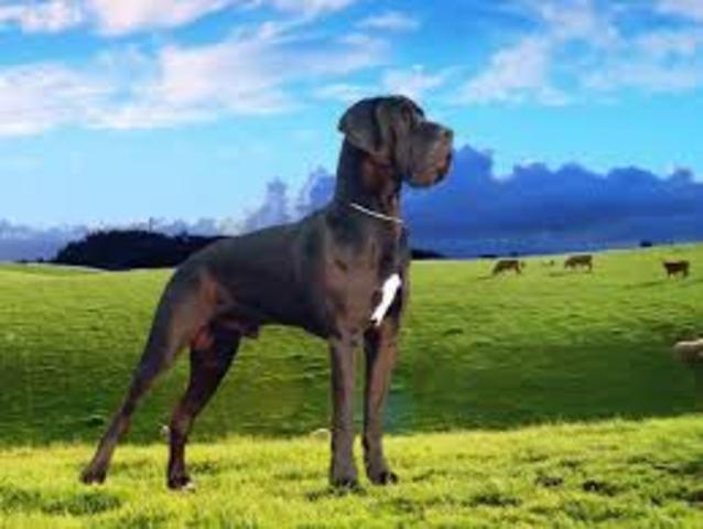 logrando su designacion ALEMANA