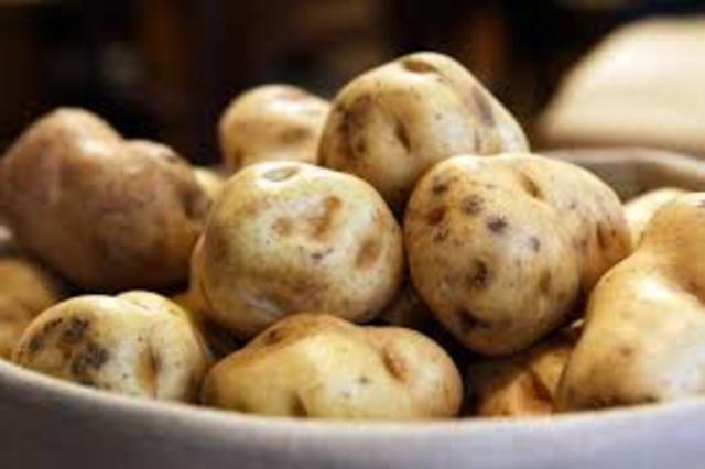 Potatoe crops were dieing in Ireland