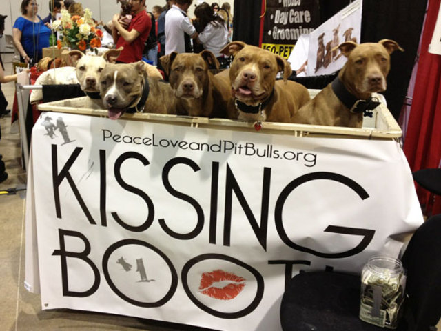 AKC recognized the Pit Bull