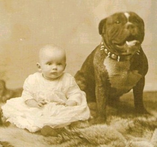 The first Pit Bull's in America