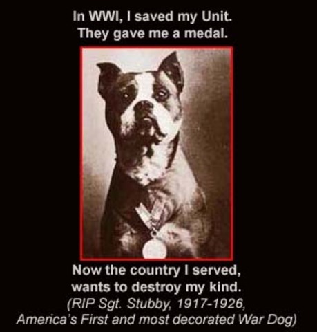 First War Dog